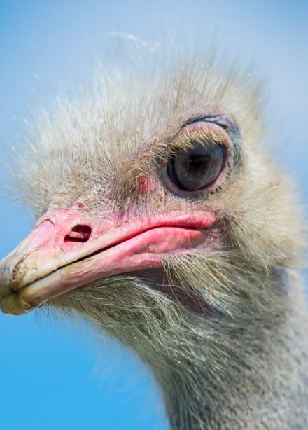 Парк живой природы «ДоДо»