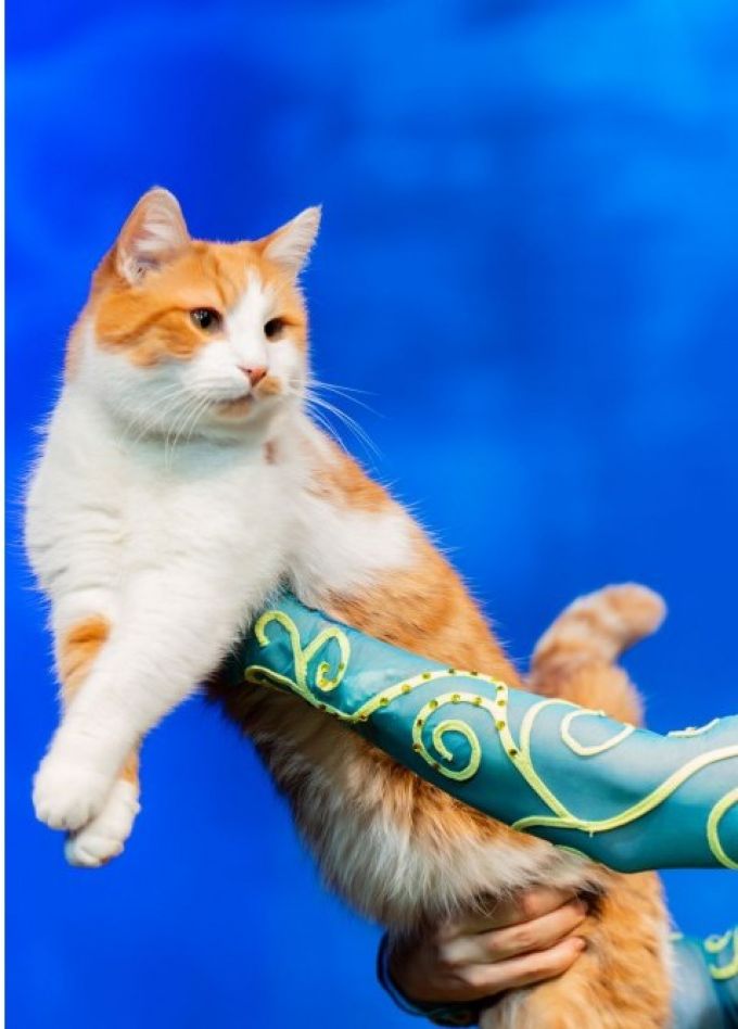 Коты спасают мир